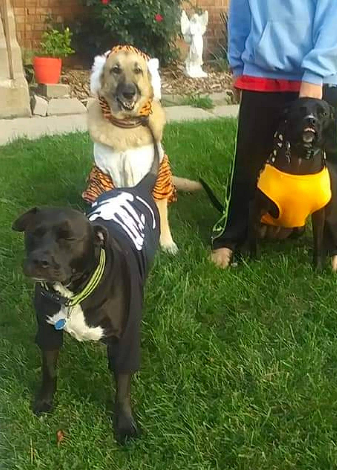 Dice is registered to the contest to win money with this photo: carnivore, collar, companion_dog, dog, dog_breed, dog_clothes, dog_collar, dog_supply, fashion_accessory, flowerpot, fur, grass, lawn, leash, pet_supply, plant, snout, t_shirt, tail, working_animal