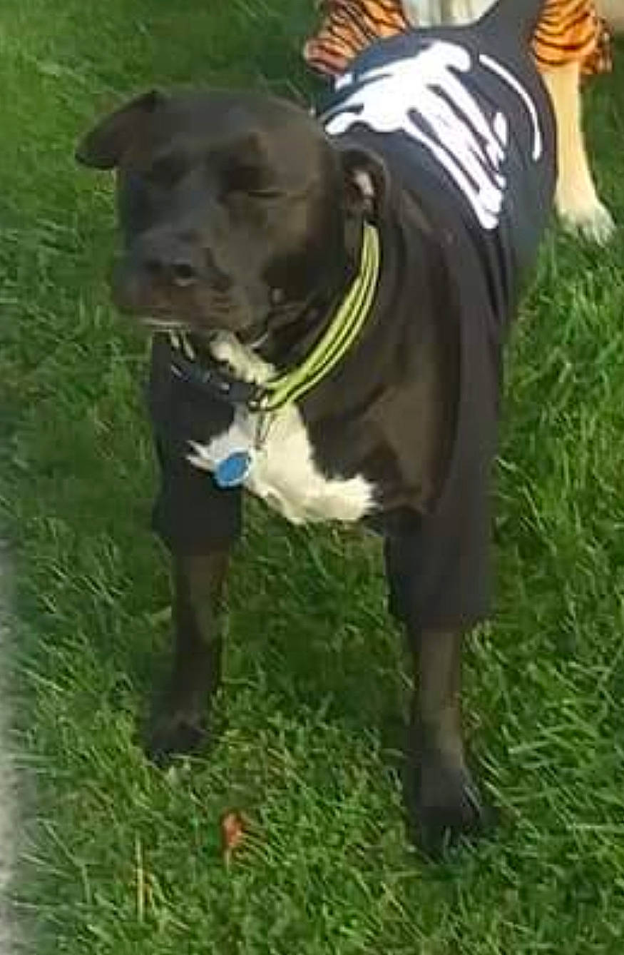 Dice is registered to the contest to win money with this photo: canidae, carnivore, collar, companion_dog, dog, dog_breed, dog_clothes, dog_collar, dog_supply, fashion_accessory, fawn, grass, green, leash, personal_protective_equipment, pet_supply, snout, sporting_group, tail, working_animal