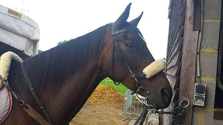 Feeling a rejoint le concours — aidez-le/la à gagner de superbes lots ! bit, bridle, halter, horse, horse_harness, horse_supplies, horse_tack, liver, livestock, mane, mare, neck, pack_animal, rein, snout, stable, stallion