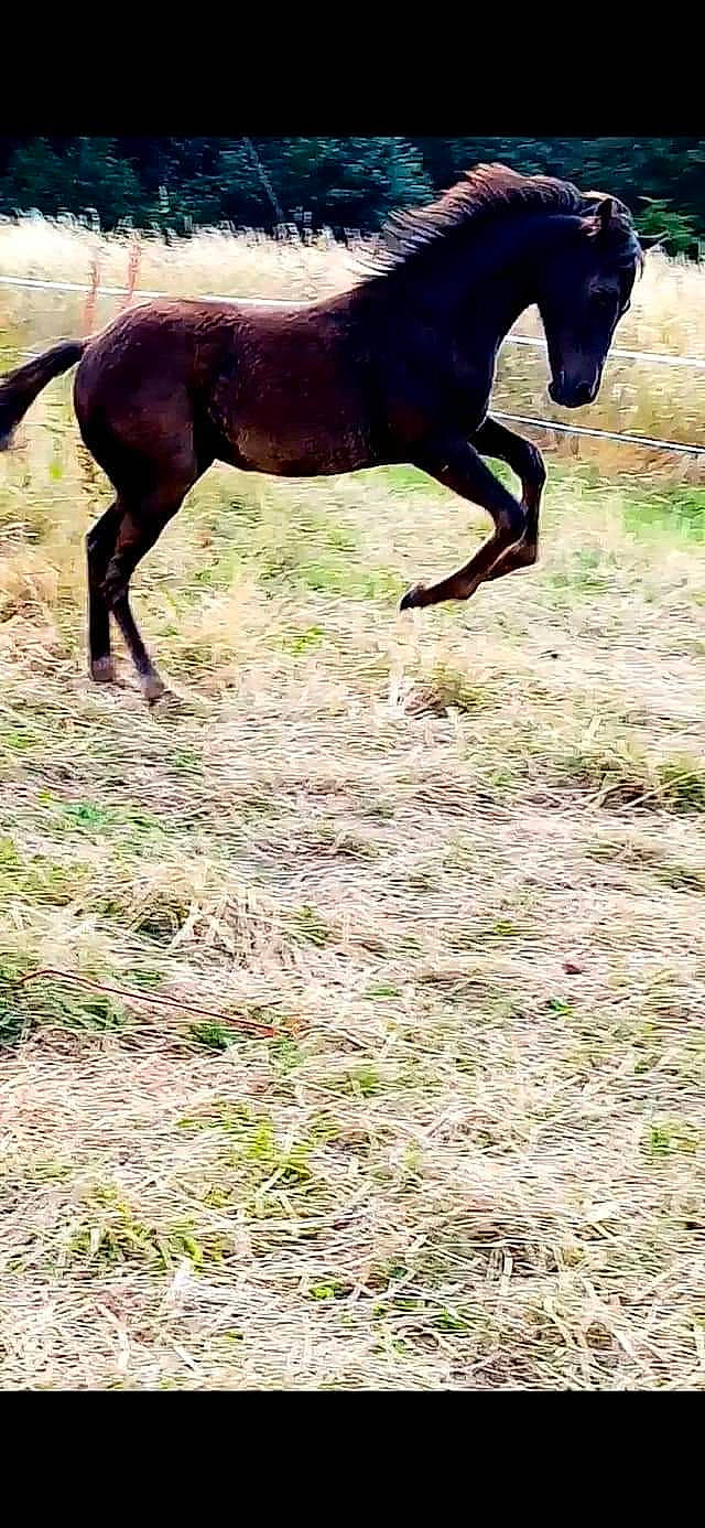 Fidelity a rejoint le concours — aidez-le/la à gagner de superbes lots ! colt, foal, grass, horse, liver, mammal, mane, mare, stallion, vertebrate