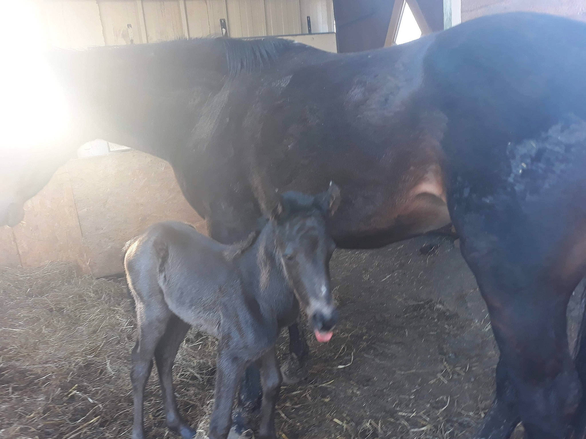Fidelity a rejoint le concours — aidez-le/la à gagner de superbes lots ! colt, foal, horse, livestock, mammal, mane, mare, pack_animal, snout, stallion, vertebrate, working_animal