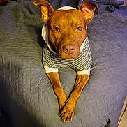 Scrappydoo joined the competition — help win amazing prizes! dog, brown_dog, pet, hoodie, striped_clothing, bed, bedspread, indoor, animal, canine, paw, looking_at_camera, crossed_paws, ears_up, furniture, floor_tiles, domestic_animal, cute, portrait, resting