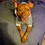 dog, brown_dog, pet, hoodie, striped_clothing, bed, bedspread, indoor, animal, canine, paw, looking_at_camera, crossed_paws, ears_up, furniture, floor_tiles, domestic_animal, cute, portrait, resting