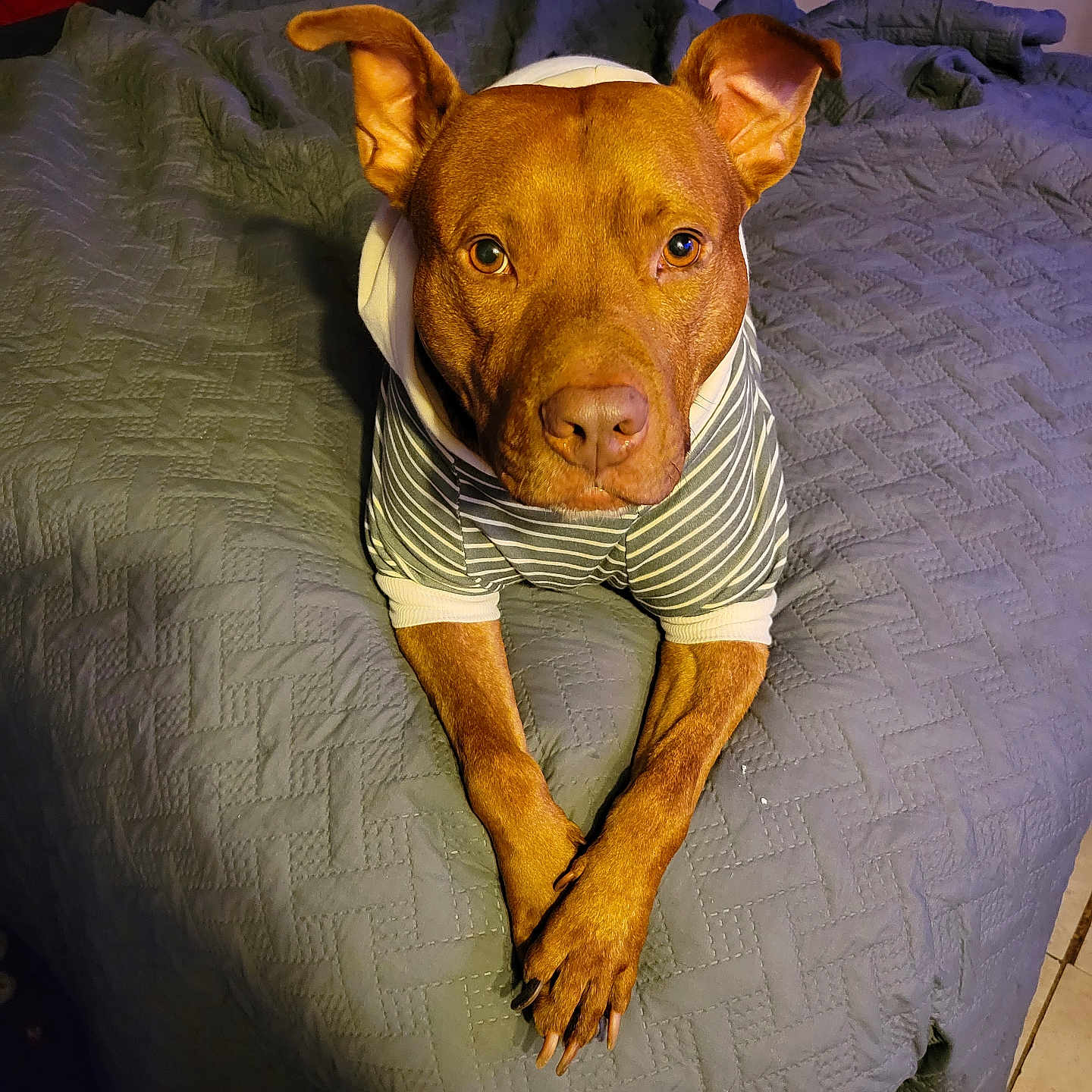 Scrappydoo joined the competition — help win amazing prizes! animal, bed, bedspread, brown_dog, canine, crossed_paws, cute, dog, domestic_animal, ears_up, floor_tiles, furniture, hoodie, indoor, looking_at_camera, paw, pet, portrait, resting, striped_clothing