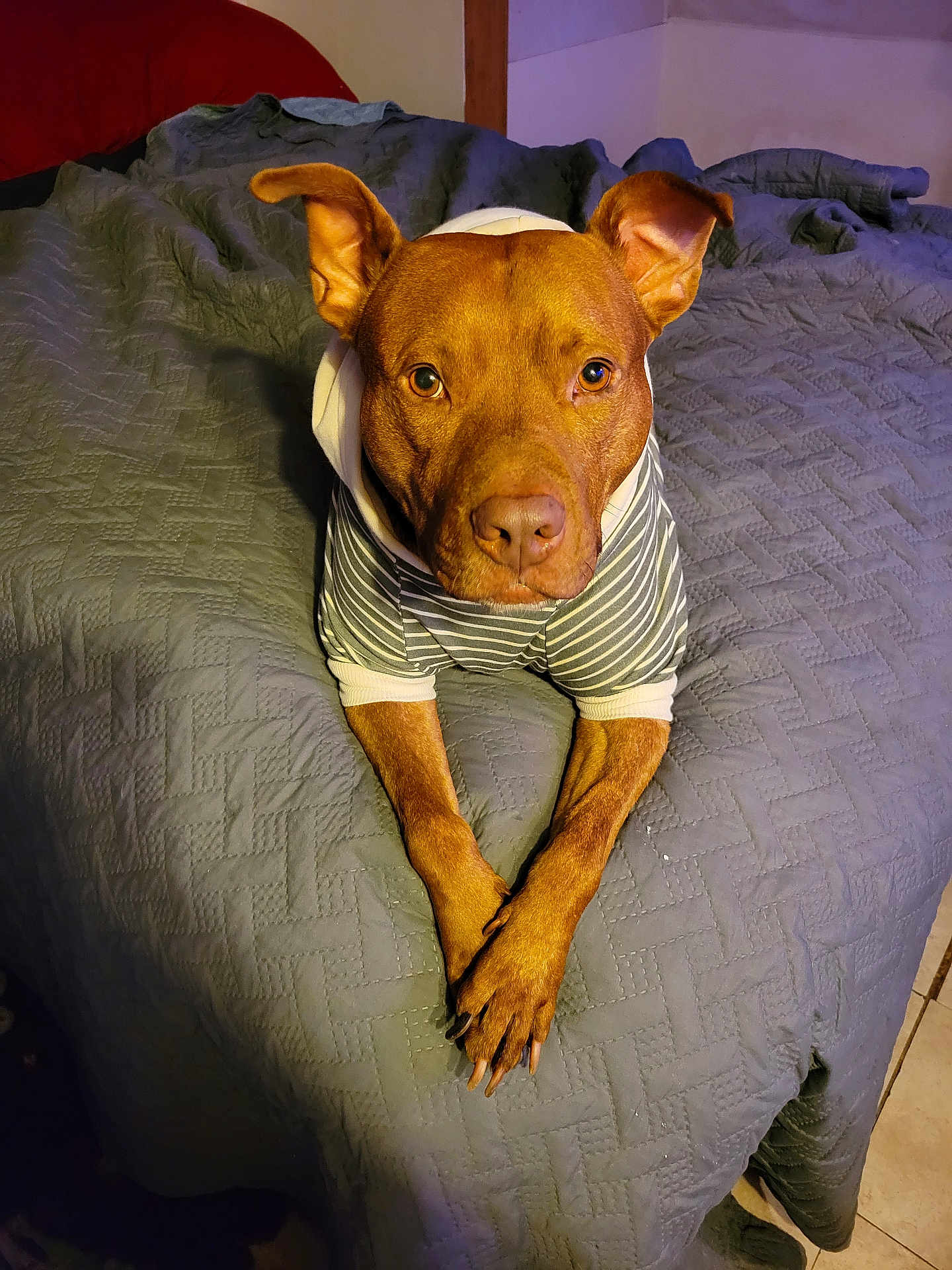 Scrappydoo joined the competition — help win amazing prizes! dog, brown_dog, pet, hoodie, striped_clothing, bed, bedspread, indoor, animal, canine, paw, looking_at_camera, crossed_paws, ears_up, furniture, floor_tiles, domestic_animal, cute, portrait, resting
