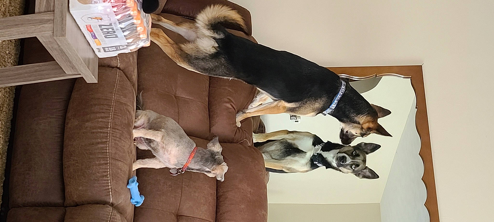 Cooper joined the competition — help win amazing prizes! canidae, carnivore, comfort, companion_dog, dog, dog_breed, dog_supply, fur, mammal, non_sporting_group, paw, pet_supply, snout, sporting_group, tail, working_animal, working_dog