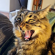 Suri joined the competition — help win amazing prizes! cat, tabby, feline, animal, pet, indoor, yawning, fangs, whiskers, fur, cozy, blanket, living_room, furniture, closeup, mouth_open, ears, cute, expression, domestic_cat