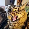 cat, tabby, feline, animal, pet, indoor, yawning, fangs, whiskers, fur, cozy, blanket, living_room, furniture, closeup, mouth_open, ears, cute, expression, domestic_cat