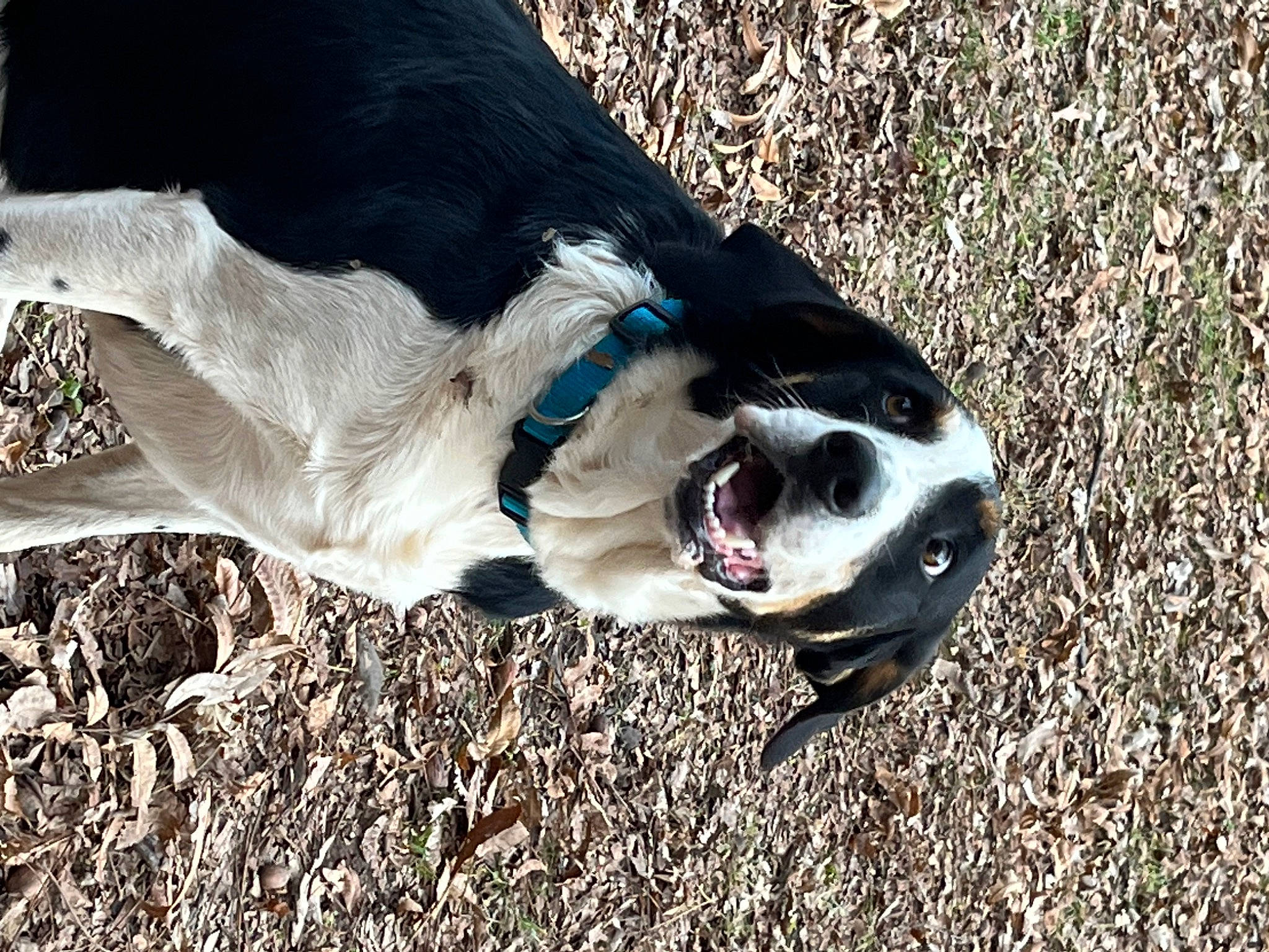 Quincy is registered to the contest to win money with this photo: canidae, carnivore, collar, companion_dog, dog, dog_breed, dog_collar, eye, fawn, fur, goggles, leash, paw, plant, snout, soil, sunglasses, terrestrial_animal, whiskers, working_animal