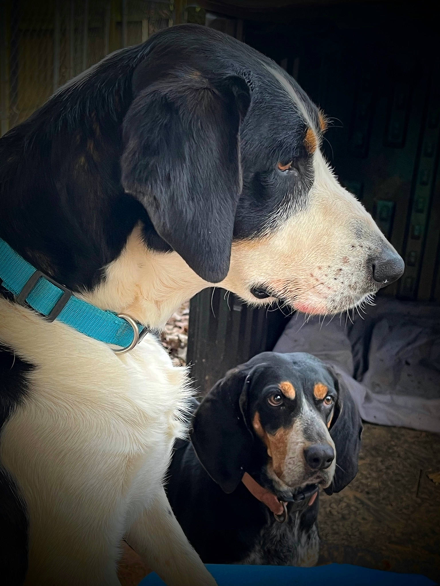 Quincy joined the competition — help win amazing prizes! canidae, carnivore, collar, companion_dog, dog, dog_breed, dog_collar, dog_supply, electric_blue, formal_wear, fur, hound, liquid, pet_supply, scent_hound, snout, sporting_group, whiskers, working_animal, working_dog
