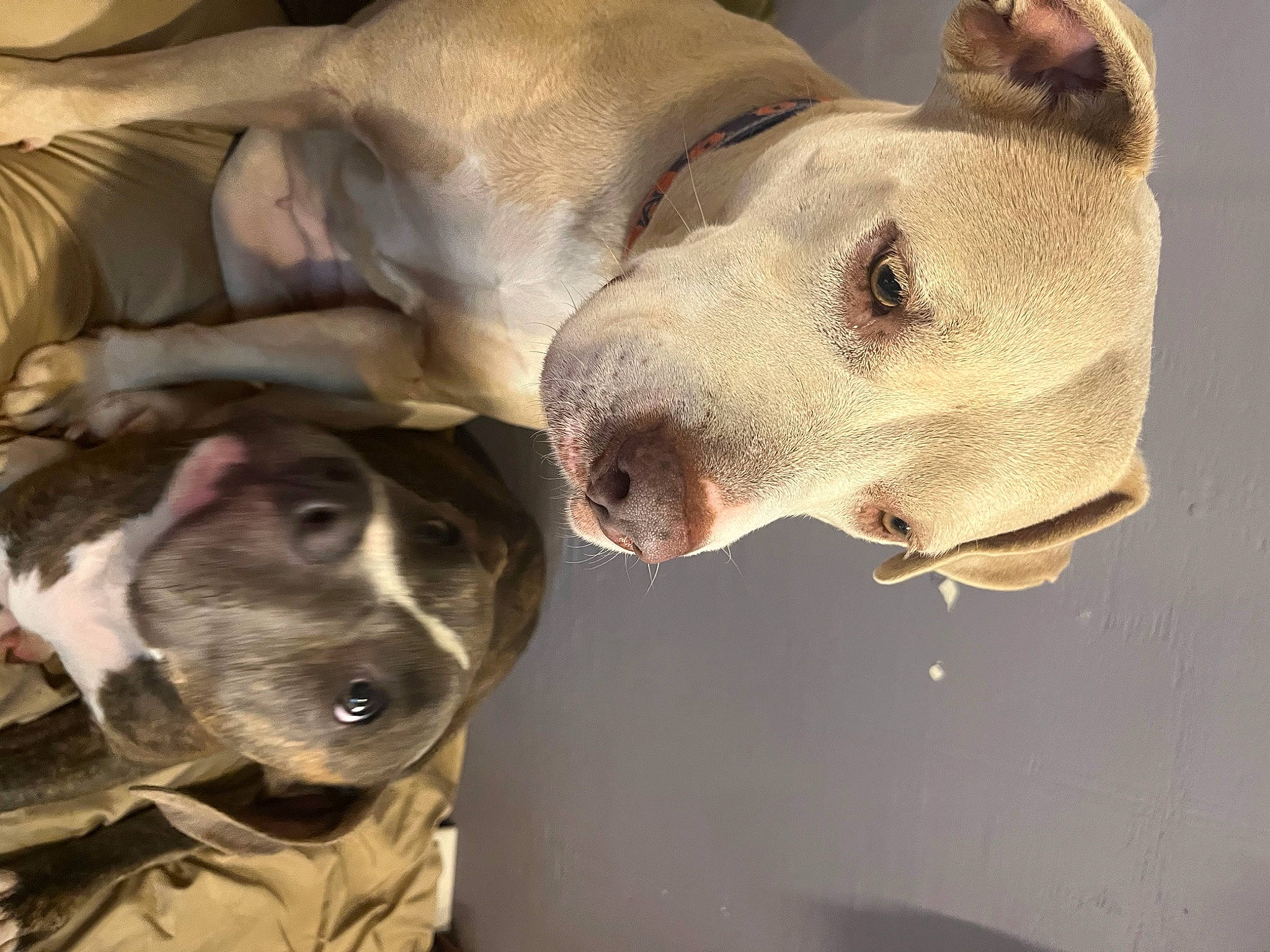 Champagne joined the competition — help win amazing prizes! canidae, carnivore, collar, companion_dog, dog, dog_breed, fawn, guard_dog, jaw, metal, non_sporting_group, pet_supply, snout, sporting_group, terrestrial_animal, whiskers, working_animal