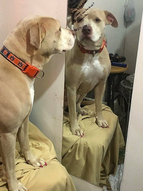 Champagne is registered to the contest to win money with this photo: canidae, carnivore, collar, comfort, companion_dog, dog, dog_breed, dog_collar, dog_supply, fawn, gun_dog, leash, paw, pet_supply, snout, sporting_group, tail, whiskers, white, working_animal