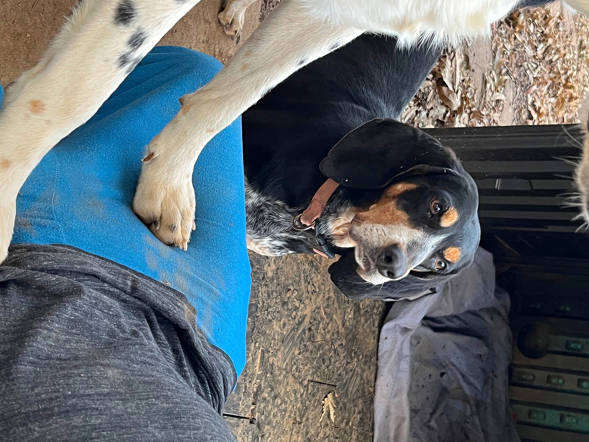 Suzy Q joined the competition — help win amazing prizes! canidae, carnivore, collar, comfort, companion_dog, dairy_cow, dog, dog_breed, fawn, fur, gesture, guard_dog, human_leg, jaw, paw, snout, sporting_group, tail, tree, working_animal