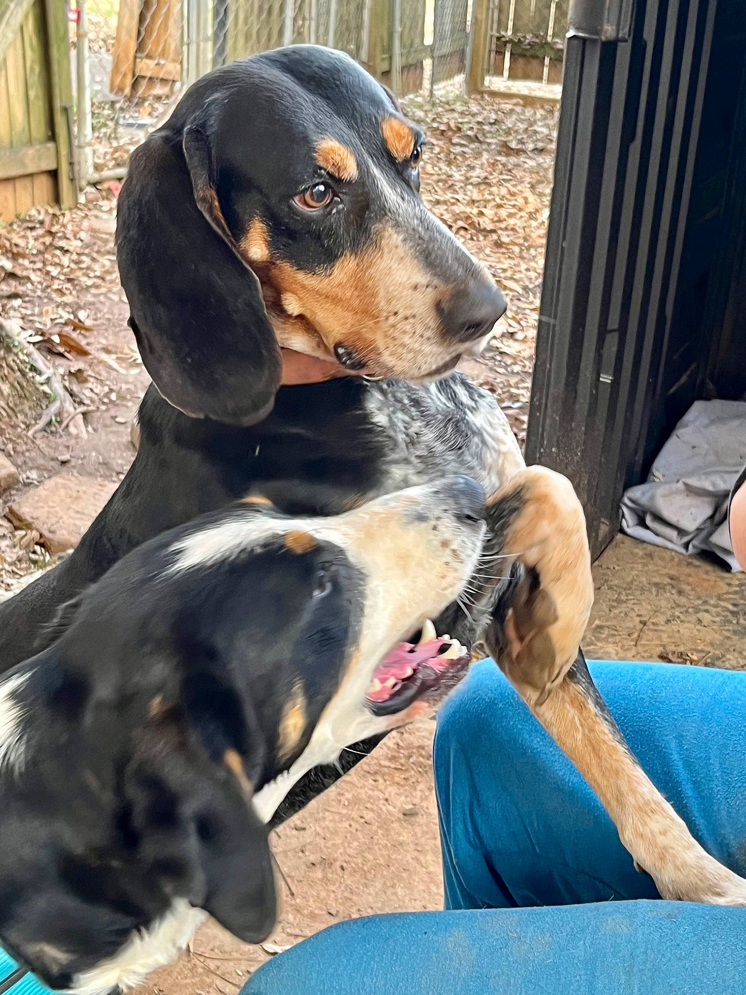 Suzy Q joined the competition — help win amazing prizes! canidae, carnivore, collar, companion_dog, dog, dog_breed, dog_supply, fawn, guard_dog, hound, hunting_dog, scent_hound, sharing, sitting, snout, sporting_group, terrestrial_animal, working_animal, working_dog