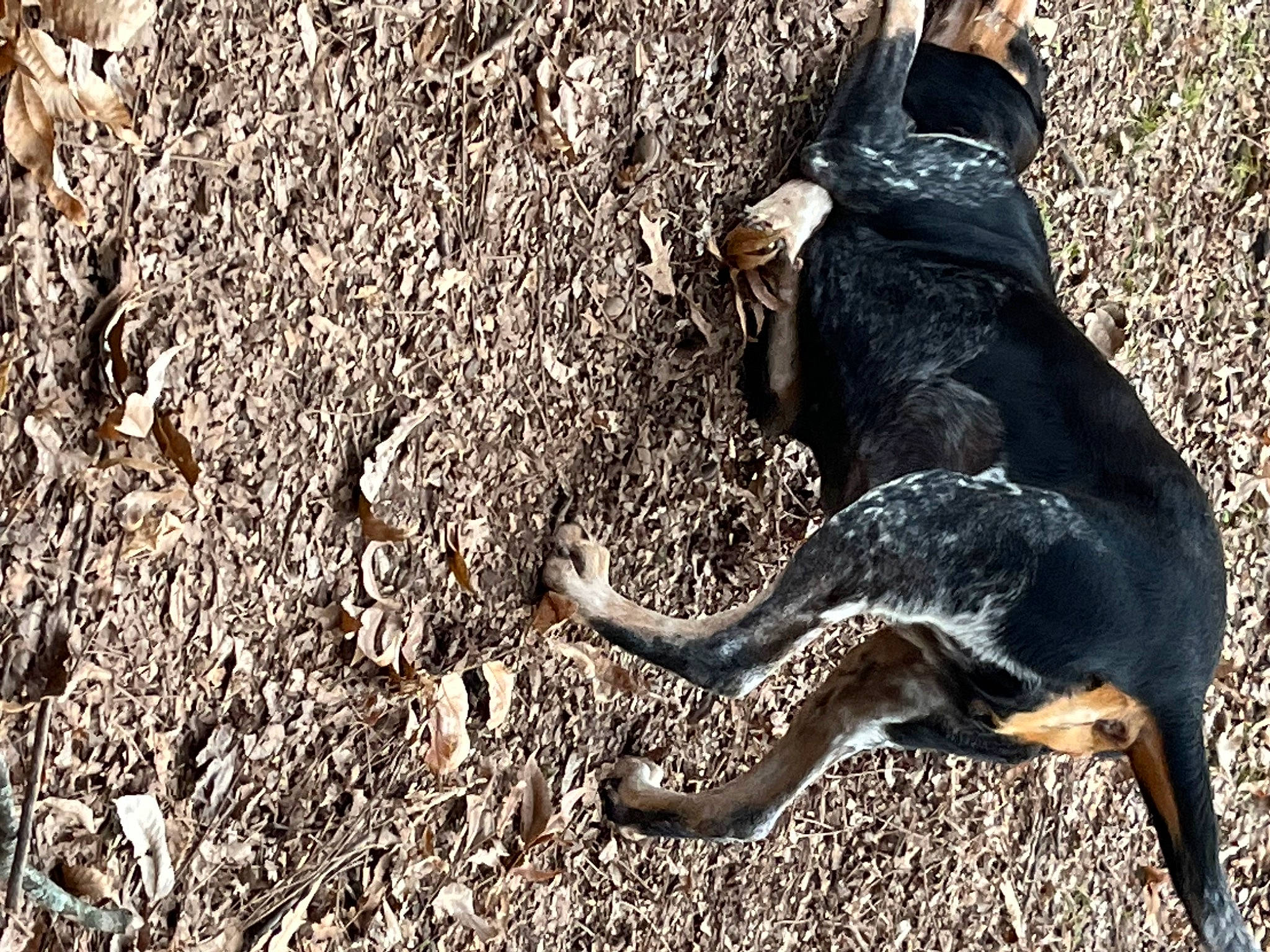 Suzy Q is registered to the contest to win money with this photo: carnivore, dog, dog_breed, dog_collar, fawn, grass, guard_dog, hunting_dog, rampur_greyhound, road_surface, rock, shadow, soil, sporting_group, tail, terrestrial_animal, trunk, wood, working_animal, working_dog