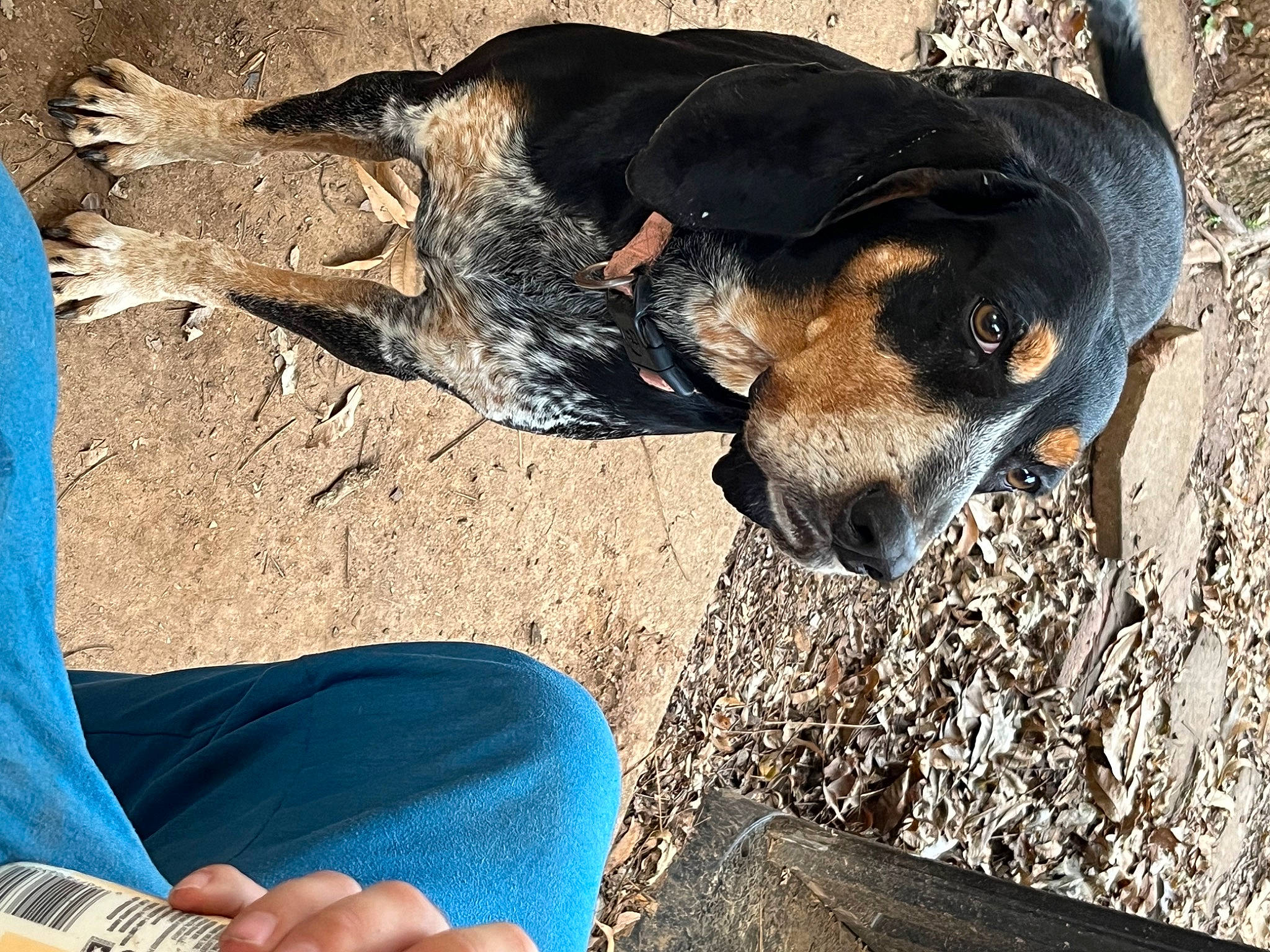 Suzy Q joined the competition — help win amazing prizes! barefoot, canidae, carnivore, companion_dog, denim, dog, dog_breed, electric_blue, fawn, foot, hound, human_leg, plant, snout, soil, sporting_group, terrestrial_animal, thigh, wood, wrist