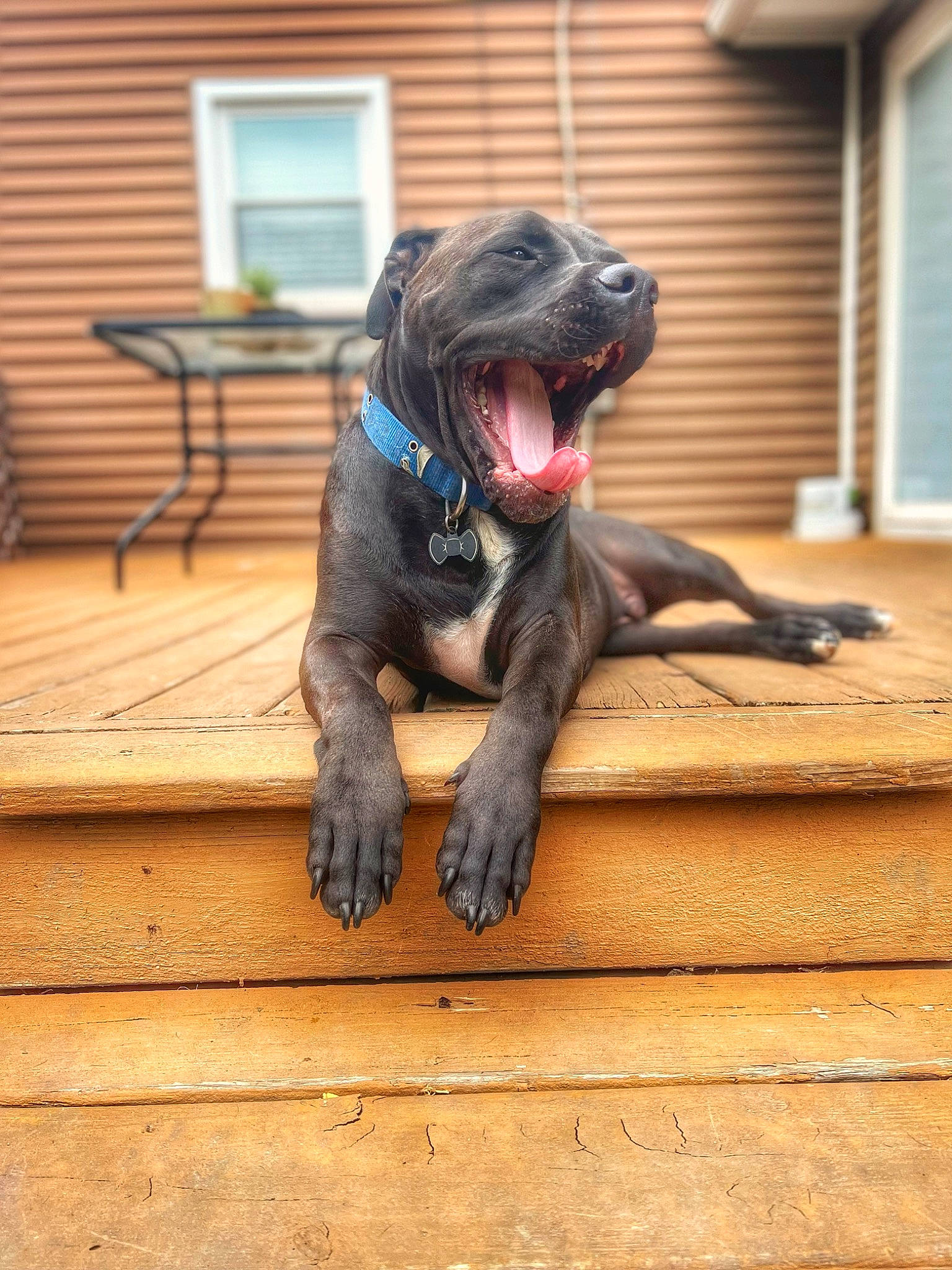 Cato is registered to the contest to win money with this photo: borador, canidae, carnivore, companion_dog, dog, dog_breed, dog_collar, fawn, flooring, guard_dog, gun_dog, hardwood, house, liver, snout, sporting_group, window, window_blind, wood, working_animal