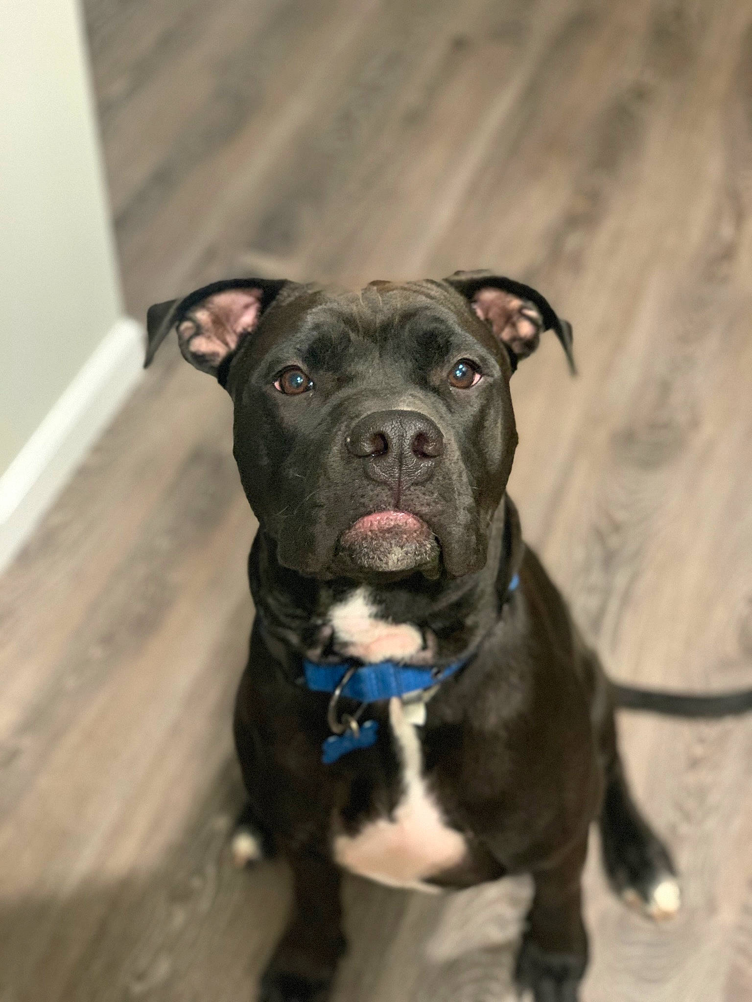 Cato is registered to the contest to win money with this photo: canidae, carnivore, collar, companion_dog, dog, dog_breed, dog_collar, electric_blue, fawn, fur, guard_dog, non_sporting_group, snout, sporting_group, whiskers, working_animal, working_dog