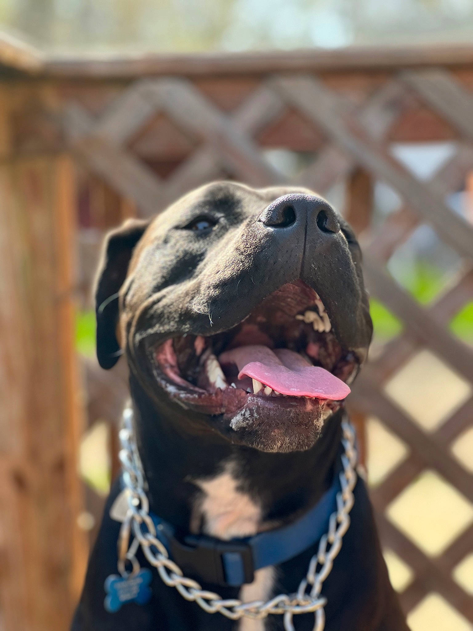 Cato joined the competition — help win amazing prizes! canidae, carnivore, collar, companion_dog, dog, dog_breed, dog_collar, dog_supply, electric_blue, fawn, fence, leash, liver, pet_supply, snout, sporting_group, terrestrial_animal, whiskers, working_animal, working_dog