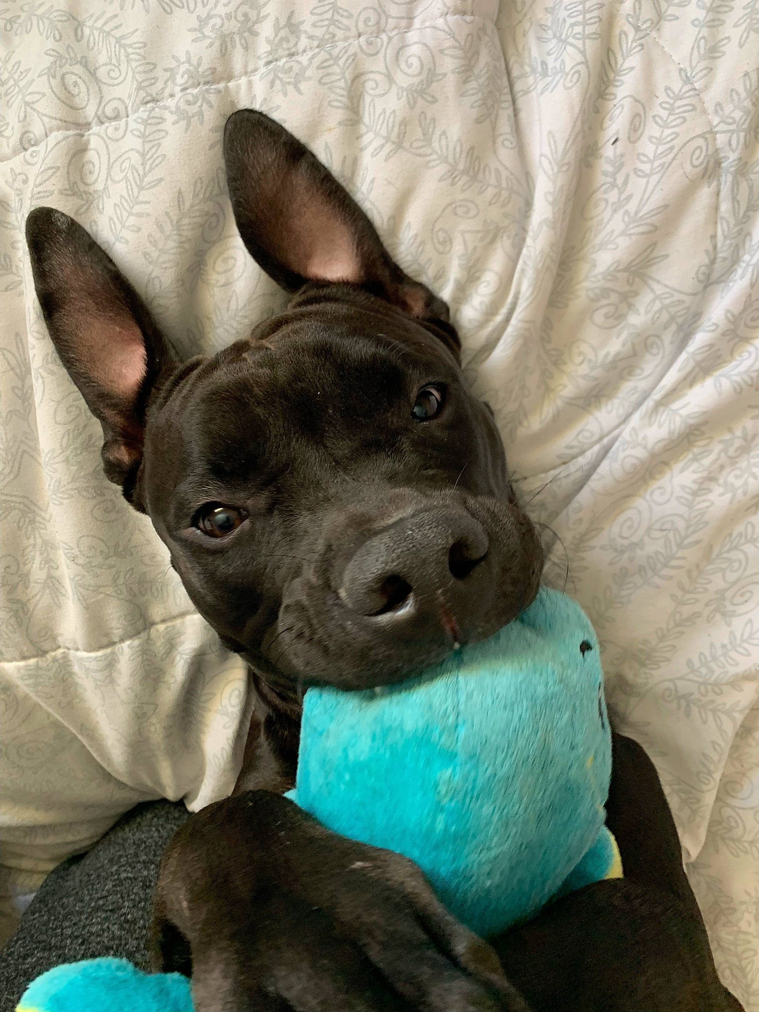 Cato joined the competition — help win amazing prizes! ancient_dog_breeds, blue, canidae, carnivore, comfort, companion_dog, dog, dog_breed, dog_supply, ear, electric_blue, fawn, grey, linens, non_sporting_group, snout, terrestrial_animal, toy_dog, whiskers, working_animal