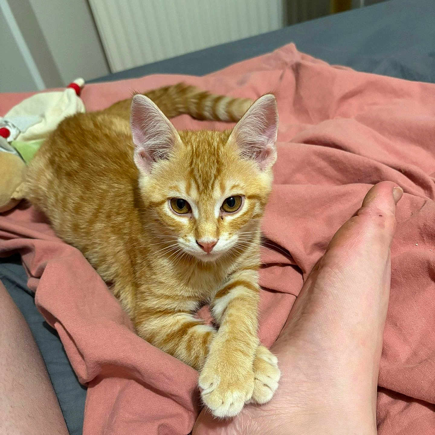 Kyûbi a rejoint le concours — aidez-le/la à gagner de superbes lots ! animal, bed, blanket, cat, cozy, cute, domestic, feline, foot, indoor, kitten, looking_at_camera, orange_tabby, paw, pet, pink, relaxed, resting, soft_texture, young_cat