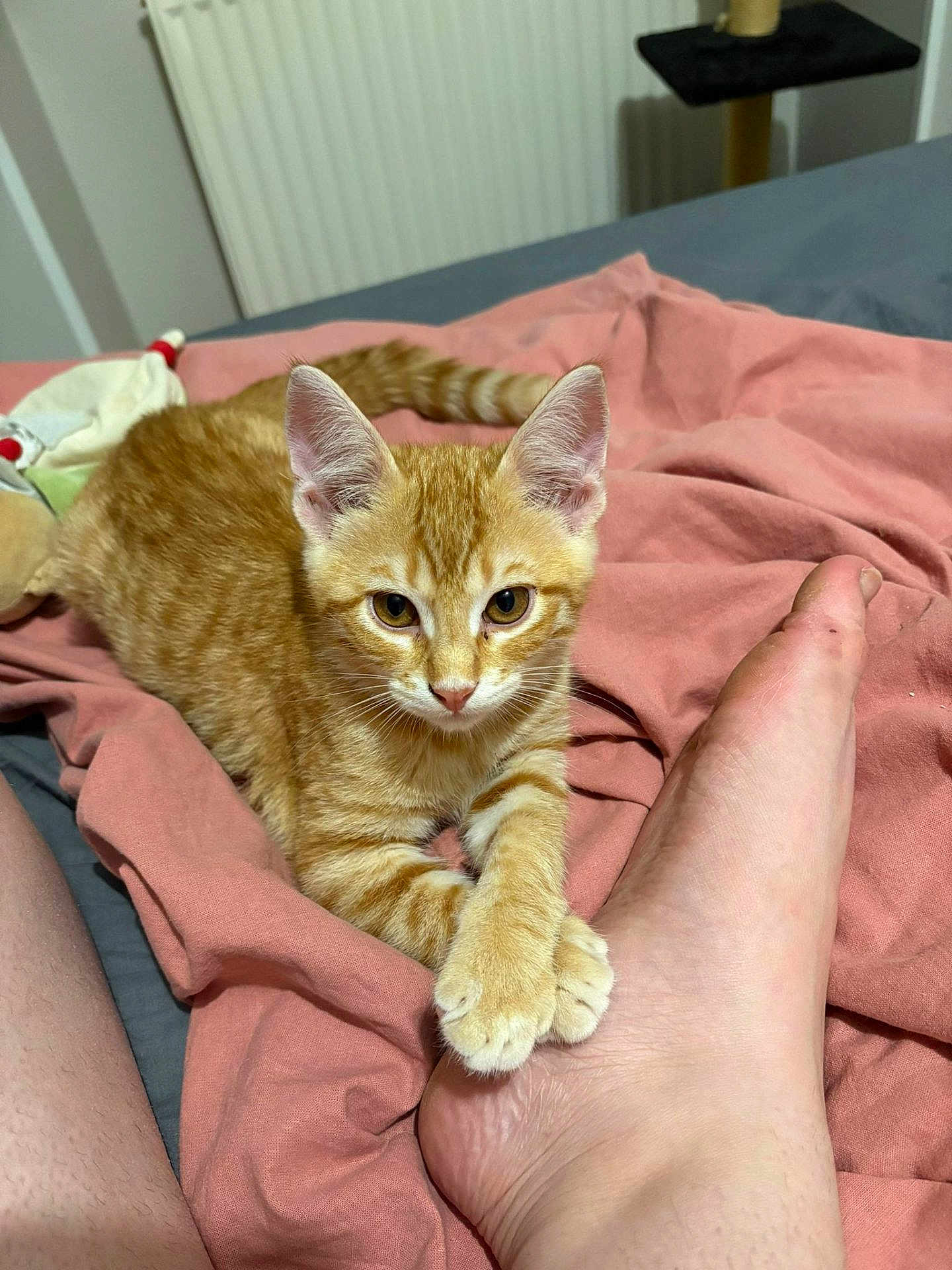 Kyûbi a rejoint le concours — aidez-le/la à gagner de superbes lots ! cat, kitten, orange_tabby, paw, foot, blanket, pink, bed, indoor, pet, cute, animal, feline, relaxed, looking_at_camera, soft_texture, domestic, resting, cozy, young_cat