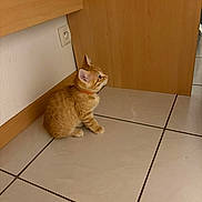 Kyûbi participe au concours pour gagner de l'argent avec cette photo : kitten, cat, orange_cat, collar, indoor, tile_floor, wooden_cabinet, wall_socket, pet, small_animal, curious, sitting, side_view, young_cat, domestic_cat, feline, floor, household, cute, animal