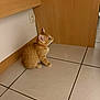 kitten, cat, orange_cat, collar, indoor, tile_floor, wooden_cabinet, wall_socket, pet, small_animal, curious, sitting, side_view, young_cat, domestic_cat, feline, floor, household, cute, animal