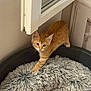 Kyûbi a rejoint le concours — aidez-le/la à gagner de superbes lots ! kitten, cat, orange_tabby, pet_bed, fluffy, indoor, window, curious, feline, young_cat, soft_texture, home, corner, resting_place, animal, cute, small, domestic_cat, fur, whiskers