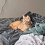 Kyûbi participe au concours pour gagner de l'argent avec cette photo : cat, kitten, orange_tabby, bed, blanket, sheet, patterned_fabric, indoor, pet, feline, resting, cute, young_animal, domestic_animal, fur, whiskers, ear, paw, sleepy, cozy