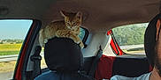 Kyûbi participe au concours pour gagner de l'argent avec cette photo : cat, car_interior, headrest, tattoo, seatbelt, person, arm, window, road, field, sunlight, shirt, red_car_seat, seat, driving, vehicle, pet, resting, animal, travel