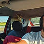cat, car_interior, headrest, tattoo, seatbelt, person, arm, window, road, field, sunlight, shirt, red_car_seat, seat, driving, vehicle, pet, resting, animal, travel