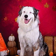 Vadrouille participe au concours pour gagner de l'argent avec cette photo : australian_shepherd, autumn, blue_eyes, cute, decor, dog, fall_leaves, fluffy, furry, gnome, indoor, pet, portrait, pumpkins, red_background, seasonal, sitting, smiling, studio, tongue_out