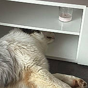 Vadrouille participe au concours pour gagner de l'argent avec cette photo : animal, black_fur, candle, canine, dog, domestic, floor, fur, hidden_face, household, indoor, lying_down, paw, pet, quiet, relaxed, resting, shelf, tile_floor, white_fur
