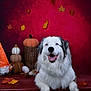 animal, autumn, blue_eyes, cozy, cute, decor, dog, fall_leaves, furry, gray_fur, happy, indoor, pet, plush_pumpkins, portrait, red_background, seasonal, smiling_dog, studio_photo, white_fur