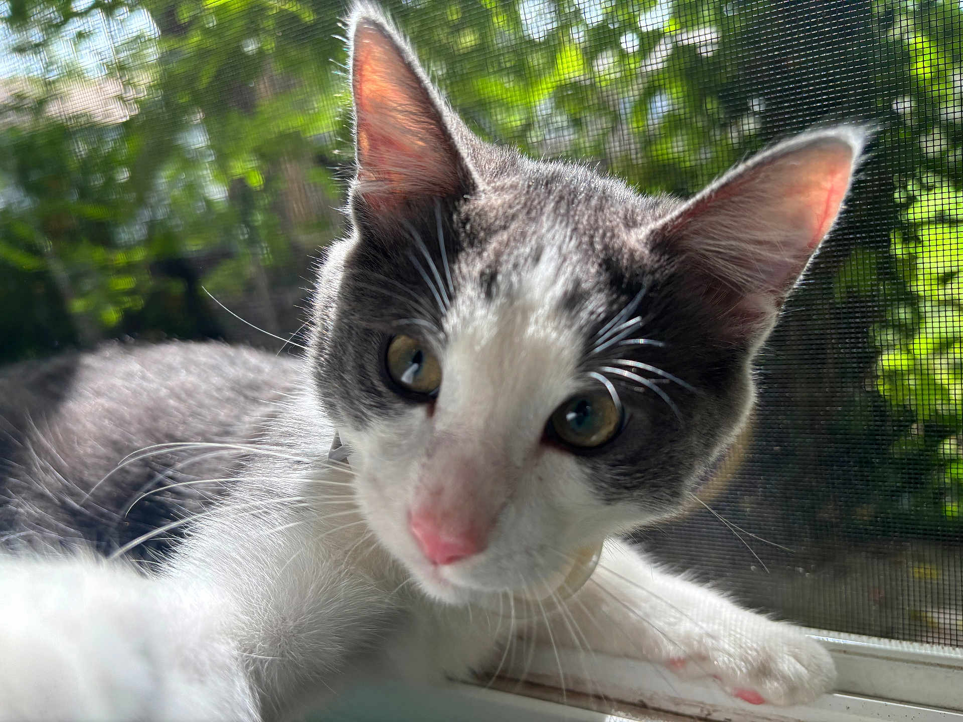 Nugget joined the competition — help win amazing prizes! cat, gray_and_white, pet, window, screen, paw, whiskers, ears, curious, indoor, sunlight, closeup, animal, feline, looking, nature_background, young_cat, pink_nose, fur, portrait