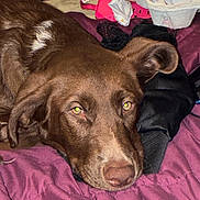 Toad Doe is registered to the contest to win money with this photo: dog, brown_dog, pet, lying_down, blanket, purple_blanket, indoor, closeup, face, ears, nose, fur, relaxed, resting, messy_background, basket, paper, clutter, red_object, domestic