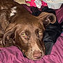 dog, brown_dog, pet, lying_down, blanket, purple_blanket, indoor, closeup, face, ears, nose, fur, relaxed, resting, messy_background, basket, paper, clutter, red_object, domestic