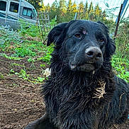 Bubberdoo joined the competition — help win amazing prizes! dog, black_dog, muddy, outdoor, garden, plants, greenery, twigs, fur, animal, pet, nature, camper_van, dirt, scruffy, grass, relaxed, canine, daylight, rural