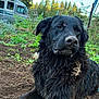 dog, black_dog, muddy, outdoor, garden, plants, greenery, twigs, fur, animal, pet, nature, camper_van, dirt, scruffy, grass, relaxed, canine, daylight, rural