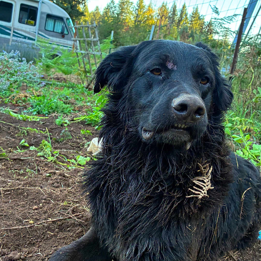 Bubberdoo joined the competition — help win amazing prizes! animal, black_dog, camper_van, canine, daylight, dirt, dog, fur, garden, grass, greenery, muddy, nature, outdoor, pet, plants, relaxed, rural, scruffy, twigs