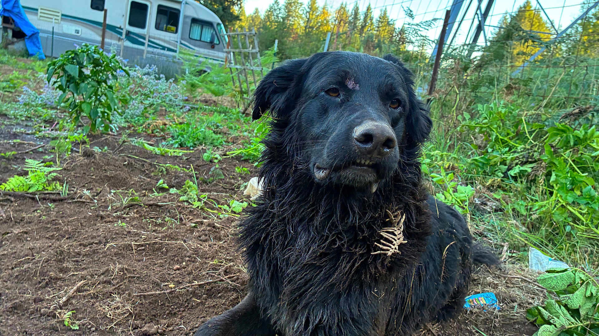 Bubberdoo joined the competition — help win amazing prizes! dog, black_dog, muddy, outdoor, garden, plants, greenery, twigs, fur, animal, pet, nature, camper_van, dirt, scruffy, grass, relaxed, canine, daylight, rural