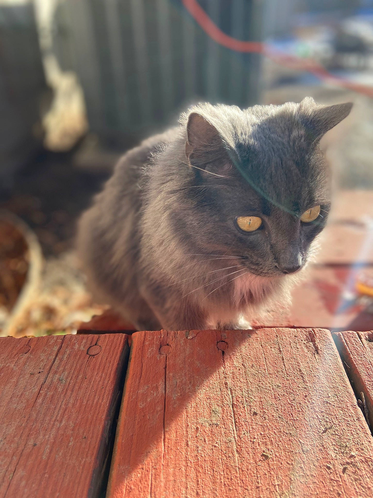 Oscar joined the competition — help win amazing prizes! carnivore, cat, curious, domestic_short_haired_cat, fawn, felidae, flooring, fur, grey, hardwood, lumber, plank, small_to_medium_sized_cats, snout, tail, terrestrial_animal, whiskers, wood, wood_stain