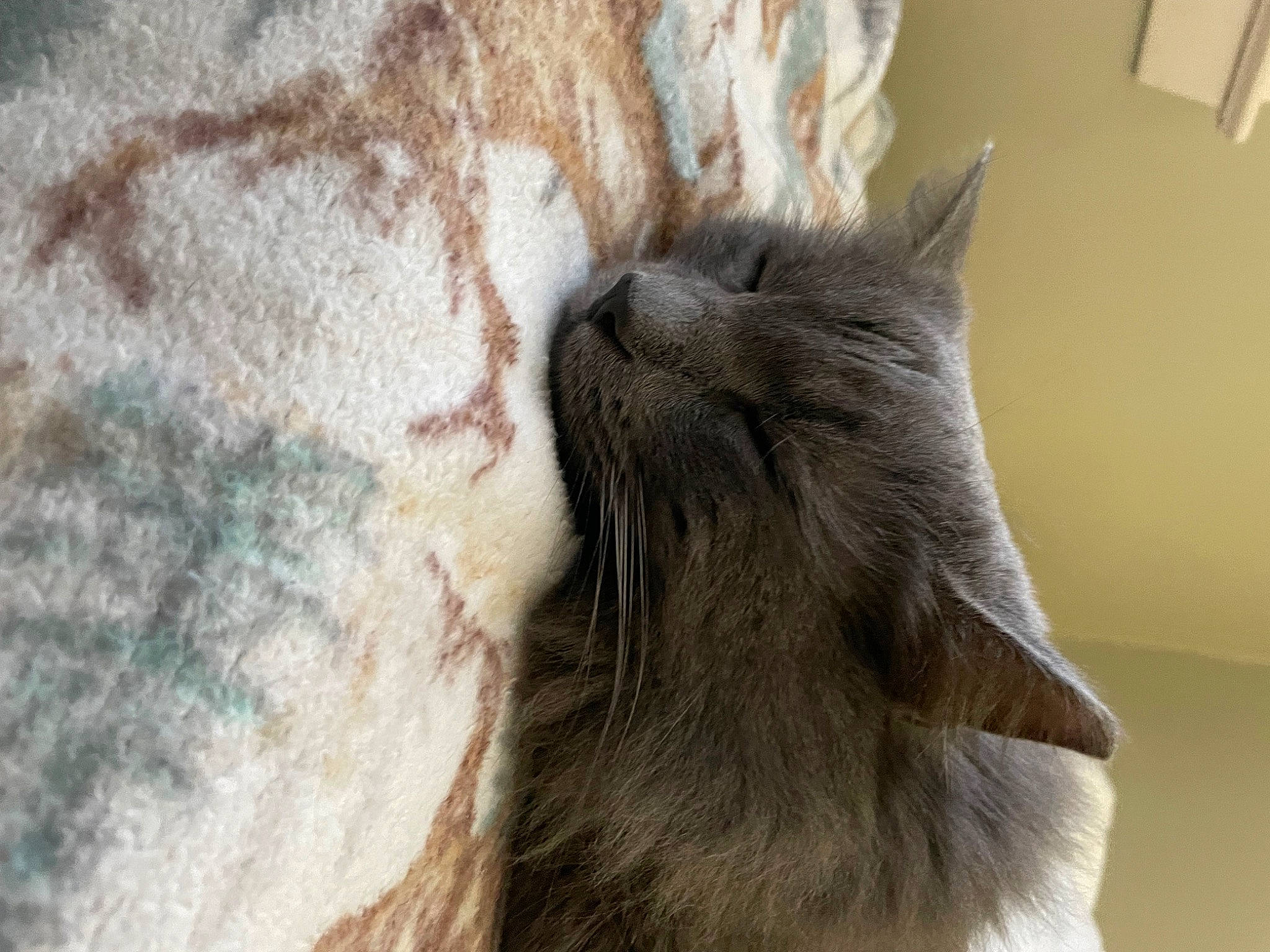 Oscar is registered to the contest to win money with this photo: black_cat, carnivore, cat, chartreux, claw, comfort, domestic_short_haired_cat, fawn, felidae, flooring, fur, grey, nap, paw, small_to_medium_sized_cats, snout, tail, whiskers, window, wood