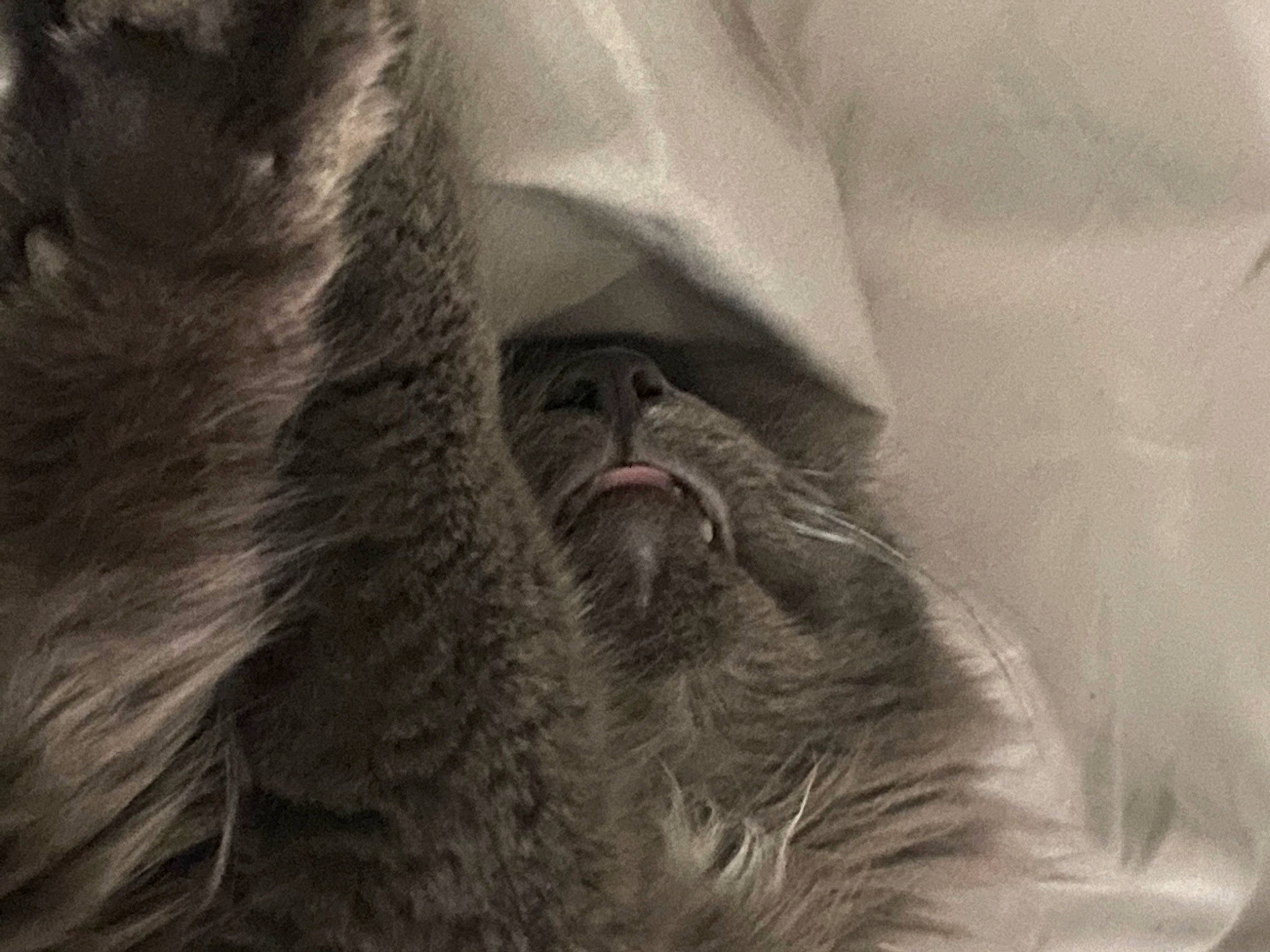 Oscar is registered to the contest to win money with this photo: beard, carnivore, cat, close_up, comfort, ear, facial_hair, felidae, fur, grey, monochrome, monochrome_photography, moustache, natural_material, small_to_medium_sized_cats, snout, whiskers