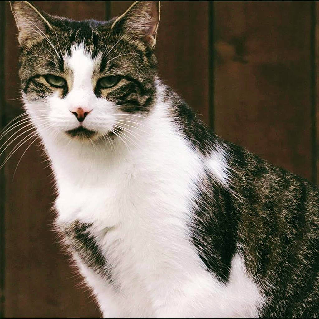 Bray joined the competition — help win amazing prizes! art, carnivore, cat, domestic_short_haired_cat, door, eye, felidae, fur, grass, paw, sitting, small_to_medium_sized_cats, snout, tail, terrestrial_animal, tree, whiskers, wildlife, window