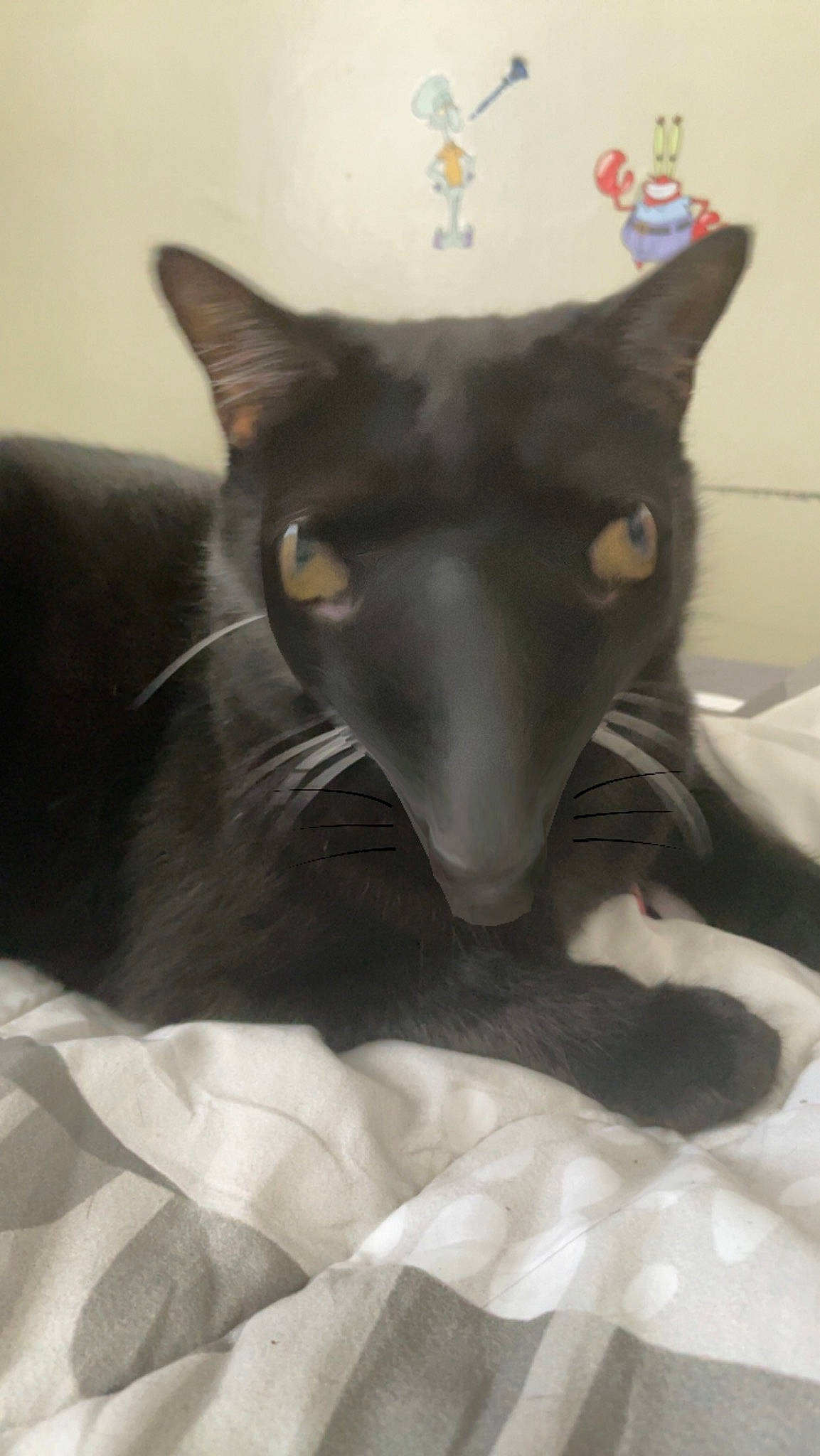 Sisgo is registered to the contest to win money with this photo: black_cat, bombay, carnivore, cat, claw, comfort, dog_breed, domestic_short_haired_cat, fang, felidae, fur, grey, havana_brown, paw, small_to_medium_sized_cats, snout, tail, terrestrial_animal, whiskers