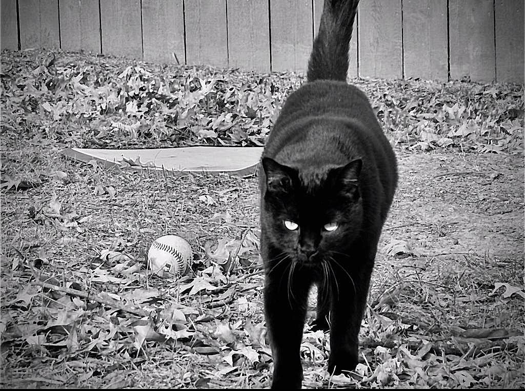 Sisgo is registered to the contest to win money with this photo: black, black_and_white, black_cat, carnivore, cat, darkness, domestic_short_haired_cat, felidae, fur, grass, monochrome, monochrome_photography, plant, small_to_medium_sized_cats, snout, style, tail, terrestrial_animal, tints_and_shades, whiskers