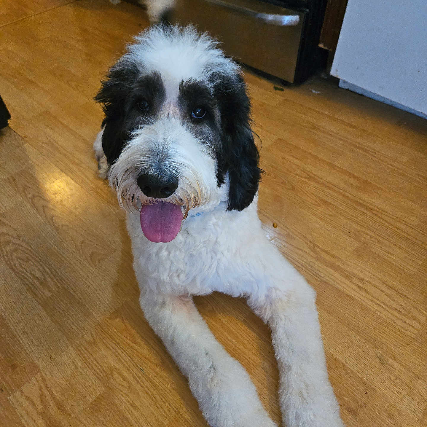 Milo joined the competition — help win amazing prizes! animal, appliance, black_and_white, cabinet, cute, dog, domestic, floor, fluffy, friendly, fur, happy, indoor, kitchen, looking_at_camera, lying_down, mammal, pet, tongue_out, wooden_floor