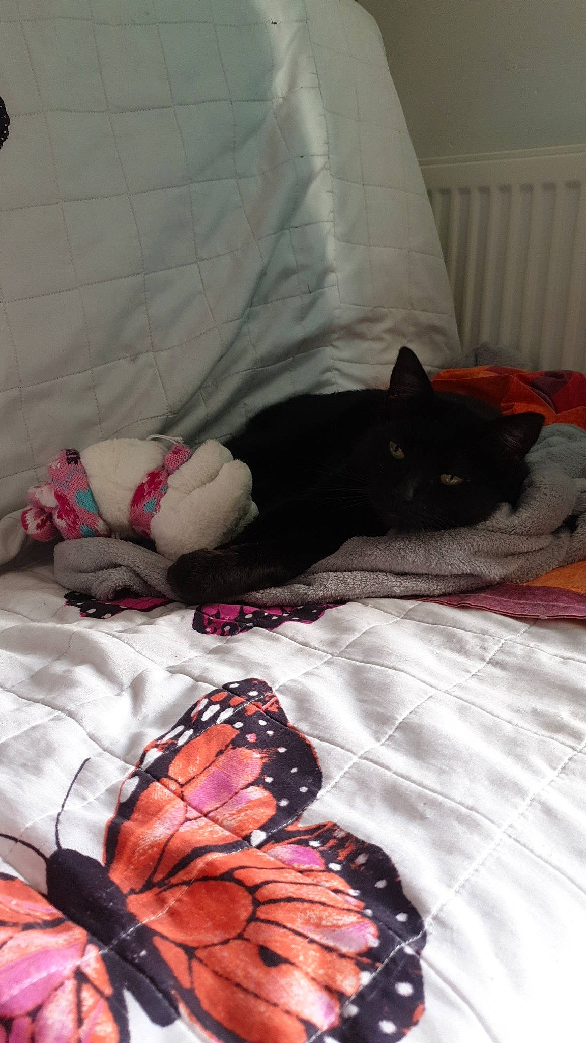 Jack a rejoint le concours — aidez-le/la à gagner de superbes lots ! bed, bed_sheet, bedroom, black_hair, cat, fawn, furniture, linens, nap, non_sporting_group, pink, room, textile